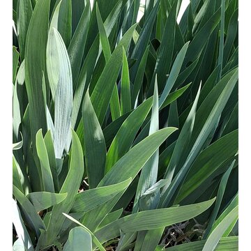 Close-up of vibrant green sword-shaped leaves overlapping in a garden"