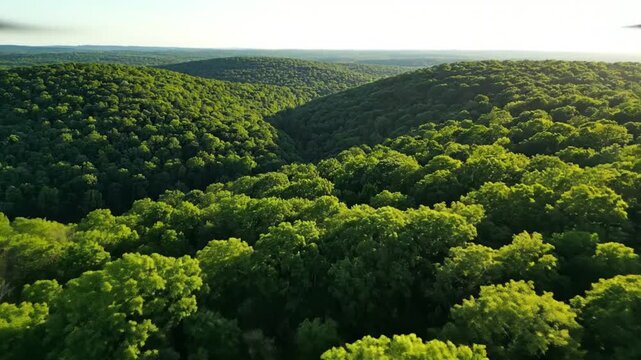 Aerial view of lush green deciduous forest canopy under a clear sky with sunlight filtering through the trees creating shadows