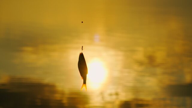 A caught roach on a hook in the rays of the setting sun on the lake shore. The concept of fishing, sports, and outdoor recreation.