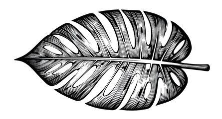 monstera, leaf, greenery, tropical, botanical, sketch, ink, engraving, vintage, jungle, exotic, rainforest, nature, plant, illustration, foliage, detail © mrpixel