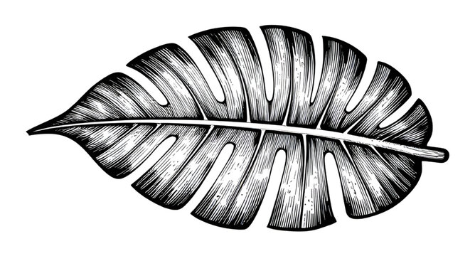 monstera, tropical, leaf, botanical, illustration, engraving, ink, vintage, jungle, exotic, plant, nature, drawing, lineart, antique, foliage, herbarium