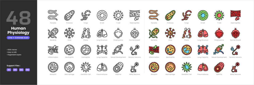 Human physiology icon set collection - colored outline line art style. Lung capacity lymphocytes macrophage neutrophils alveoli oesophagus pancreas parasites penicilin phagocytes Pneumothorax Prions.