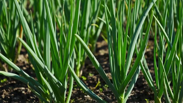 Green onion field growing in fertile soil, healthy vegetable garden