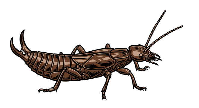 Detailed illustration of an earwig insect on a clean white background
