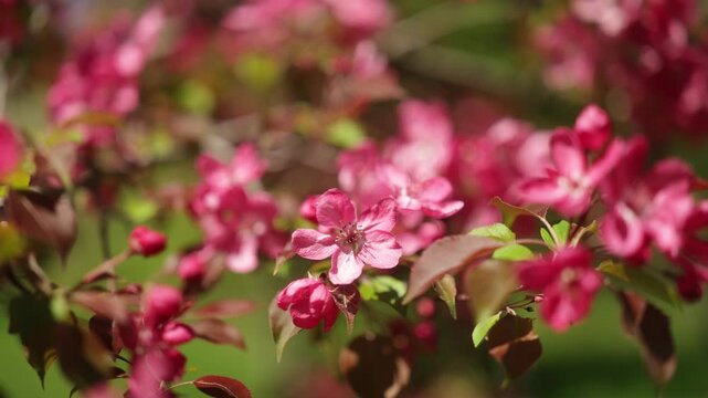 Flowers of the ornamental apple tree, often called apples of paradise. 4K, 50 fps