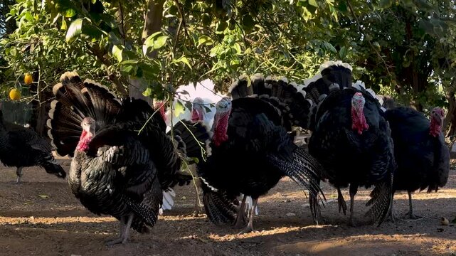 Group of turkeys foraging in the shade of farm trees