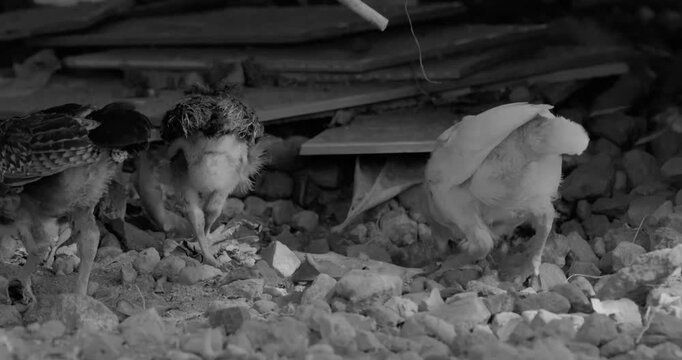 Chicks pecking for food on rocky ground in black and white