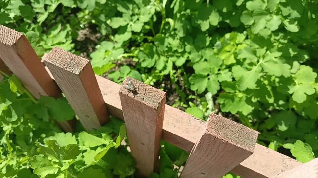 Insect fly sitting on a wooden fence in the garden on a warm, sunny day in summer.