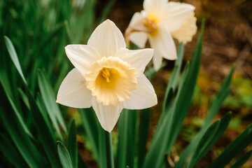 Fototapeta premium White and yellow daffodil flowers in green foliage