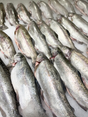 Obraz premium Rows of raw trout fish on ice