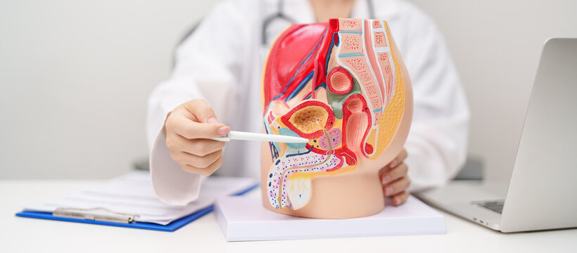 Doctor with Male Reproductive System anatomy model. Male consultation, Prostate Cancer, Enlarged prostate, Prostatitis disease, Male Infertility, Erectile dysfunction, Penis and Male genital disorder