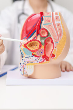 Doctor with Male Reproductive System anatomy model. Male consultation, Prostate Cancer, Enlarged prostate, Prostatitis disease, Male Infertility, Erectile dysfunction, Penis and Male genital disorder