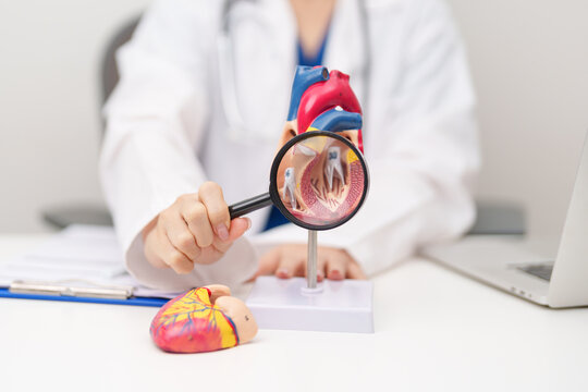 Doctor with human Heart anatomy model. Cardiovascular Diseases, Atherosclerosis, Hypertensive Heart, Valvular Heart, Aortopulmonary window, world Heart day and health concept