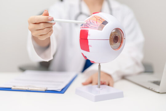 Doctor with human Eye anatomy model with magnifying glass. Eye disease, Refractive Errors, Age Related Macular Degeneration, Cataract, Diabetic Retinopathy, Glaucoma, Amblyopia, Strabismus and Health
