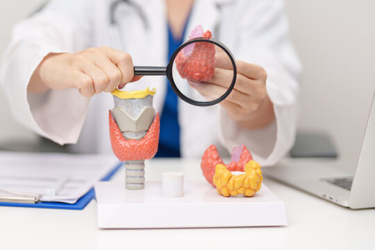 Doctor with human Thyroid anatomy model. Hyperthyroidism, Hypothyroidism, Hashimoto Thyroiditis, Thyroid Tumor and Cancer, Postpartum, Papillary Carcinoma and Health concept