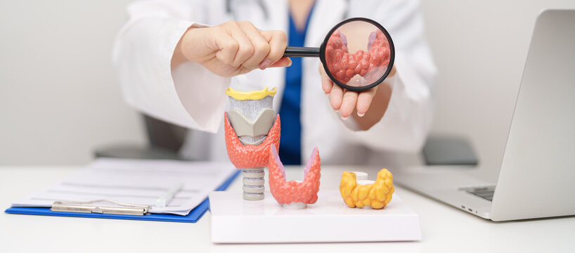 Doctor with human Thyroid anatomy model. Hyperthyroidism, Hypothyroidism, Hashimoto Thyroiditis, Thyroid Tumor and Cancer, Postpartum, Papillary Carcinoma and Health concept