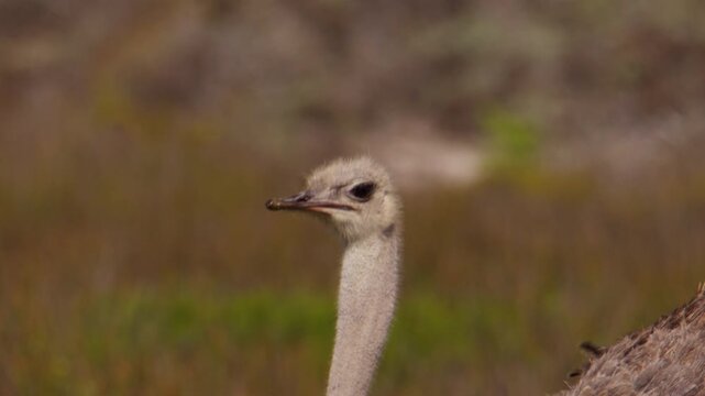 Close-up profile view on head and long neck of ostrich walking in field
