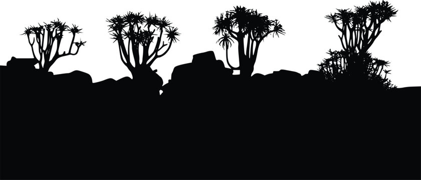Quiver Tree Silhouettes on Rocky Ground in Desert Landscape