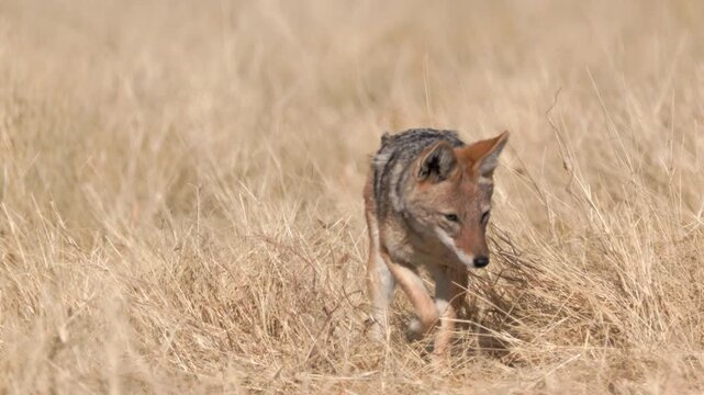 a tracking clip of a black-backed jackal hunting at gemsbokvlakte waterhole of etosha national park in namibia