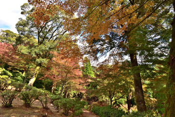Fototapeta premium The beautiful view autumn foliage in Japan
