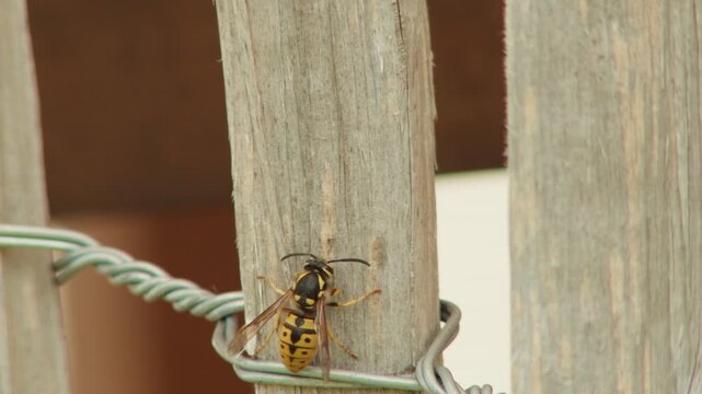 Close-up shot capturing a full yellow jacket wasp crawling and moving across a weathered wooden surface, pausing to scrape wood fibers for nest building. Detailed insect behavior in natural light.