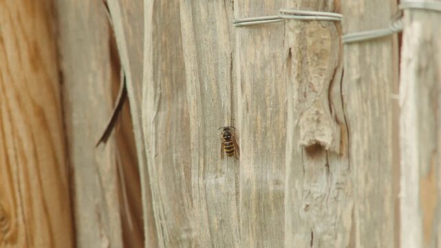 Wide slow-motion shot capturing a yellow jacket wasp gnawing wood fibers from a post, launching into flight and hovering mid-air. Camera smoothly tracks the insect as it drifts away.