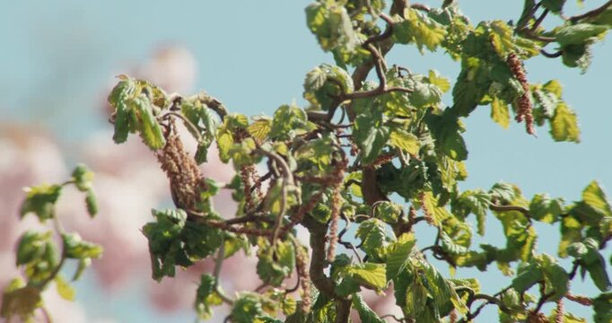 Slow zoom out reveals ornamental plum and cherry blossom trees behind twisted corkscrew hazel branches with faded catkins in the foreground. Calm, layered spring composition against clear blue sky.