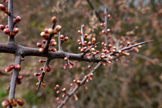 Knospen der Schlehe (Prunus spinosa)