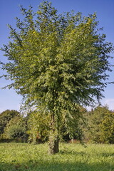 Fototapeta premium Silber-Weide (Salix alba)