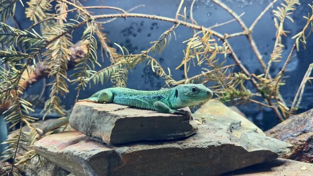Ocellated lizard or jewelled lizard aka Timon lepidus turquoise colored lizard posing on rocks in natural terrarium environment.
