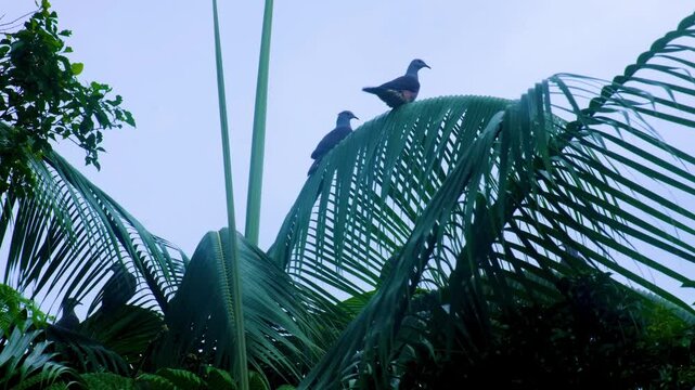 The Barking Imperial-Pigeon Ducula latrans birds in rainforest on Taveuni, Fiji, South Pacific