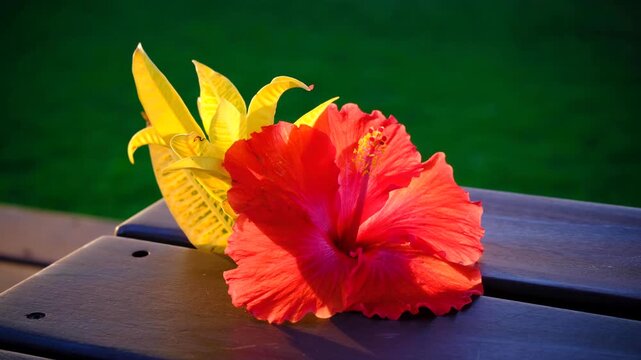 Beautiful red and yellow tropical Fijian flowers on tropical island in Fiji, South Pacific