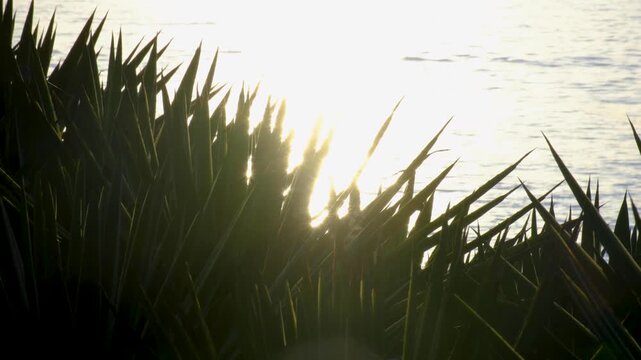 Close up spiky coastal plants overlooking Somosomo Strait ocean with sunlight flickering off water surface on tropical island Taveuni, Fiji, South Pacific
