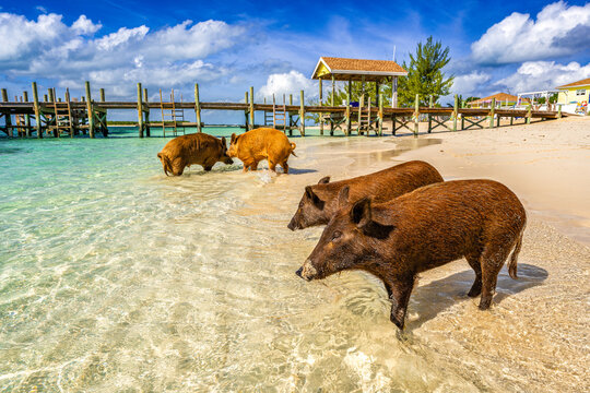 Famous swimming pigs standing and wading in shallow crystal-clear water along a sandy tropical beach at No Name Cay, Bahamas, with a wooden pier and vibrant blue sky in the background