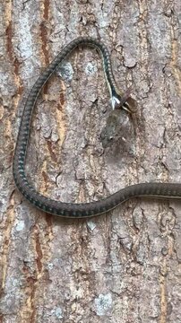 Snake crawling on the tree while swallow a frog. Small snakes, like garter snakes, enjoy eating frogs. There are even tiny snakes that consume ants and termite eggs.