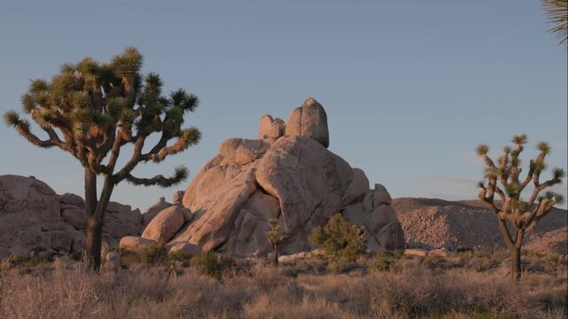 a tilt up clip of joshua trees and a  rocky granite hill at sunset in joshua tree national park of california, usa