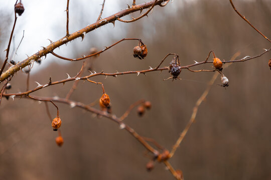 Dry rosehip berries on thorny branches against a blurred forest background, capturing the essence of winter cold and seasonal transition in the wild natural environment outdoors
