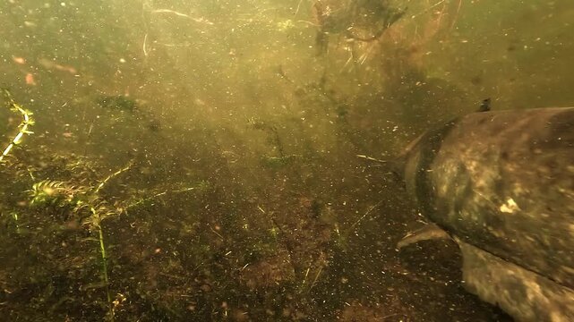 Frightening close pass of a wels catfish - Silurus glanis - swimming through its typical murky freshwater habitat filled with suspended plant particles.