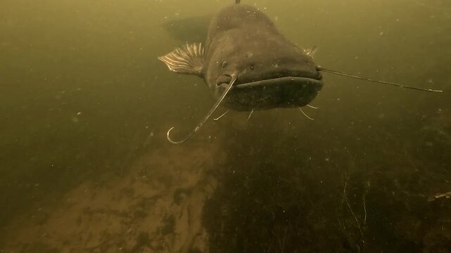 Long backward tracking shot of a wels catfish - Silurus glanis - insistently approaching the camera with calm curiosity, as if seeking contact underwater.
