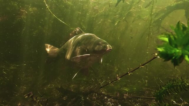 Mirror carp - Cyprinus carpio - rests beneath submerged branches as sun reflections shine on its body while it turns majestically in calm freshwater.