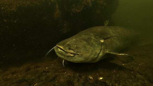 Close underwater encounter with a large wels catfish - Silurus glanis - on a lake bottom, showing head details and slow tail movement.