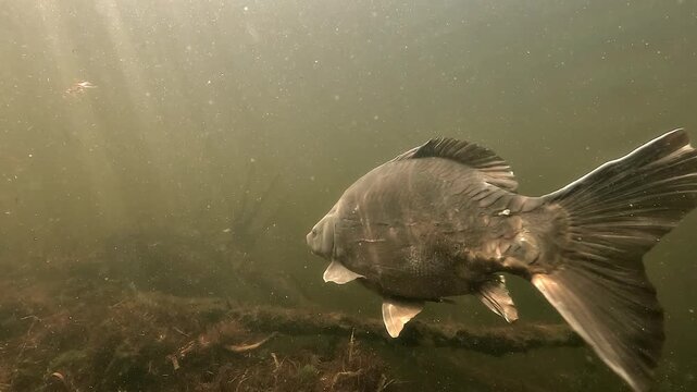 Mirror carp - Cyprinus carpio - swims in profile through dull, low color lake water, creating a desolate freshwater ecosystem atmosphere.