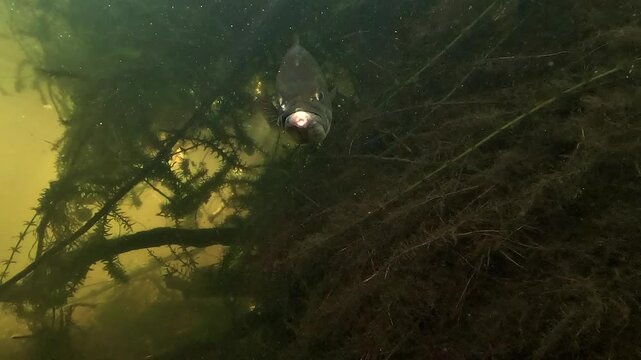 Low angle underwater shot of a largemouth bass - Micropterus salmoides - with visible mouth abscesses caused by hook wounds from catch and release fishing.