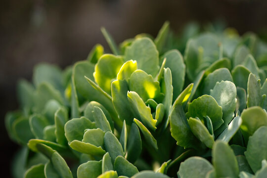 Young green sedum plant in spring
