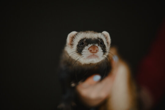 Closeup shot of a cute looking ferret held by the human hand