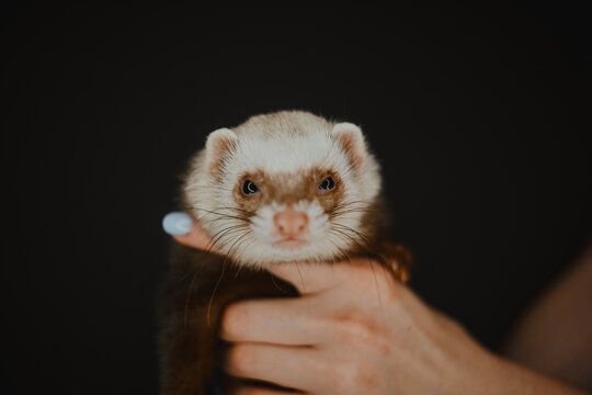 Closeup shot of a sceptical looking ferret held by the human hand