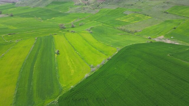 Green_fields_with a drone._Fields turning green in spring.