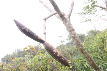 frangipani bud on plant in farm © Cavan