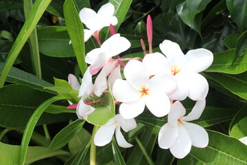 frangipani flower plant on farm © Cavan