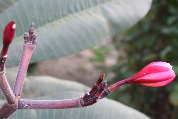 frangipani flower plant on farm © Cavan